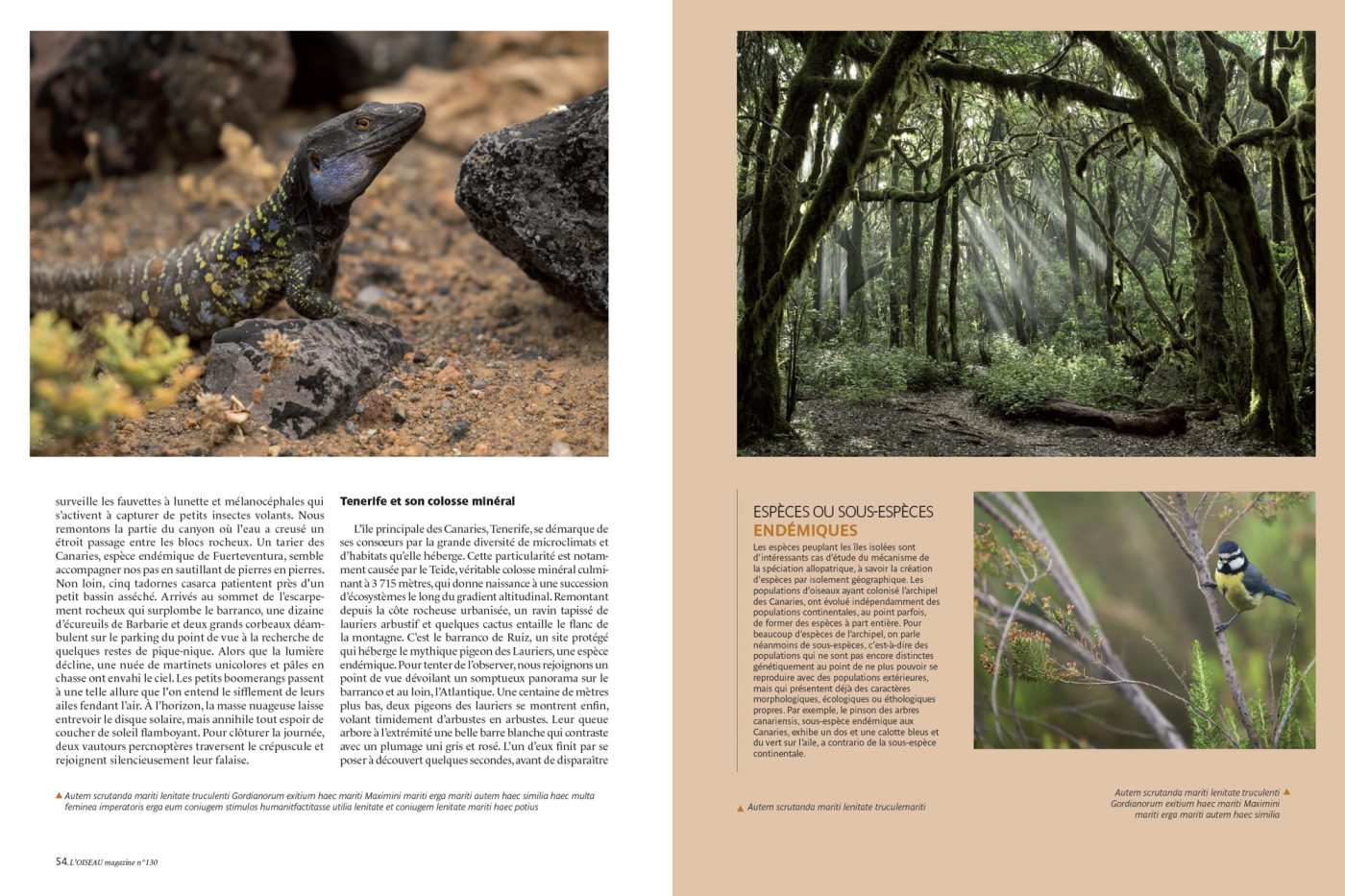 Publication de Manon Billard et Lucas Mugnier dans L'Oiseau Magazine 2022 – Îles Canaries, l'archipel aux multiples facettes - Espagne.