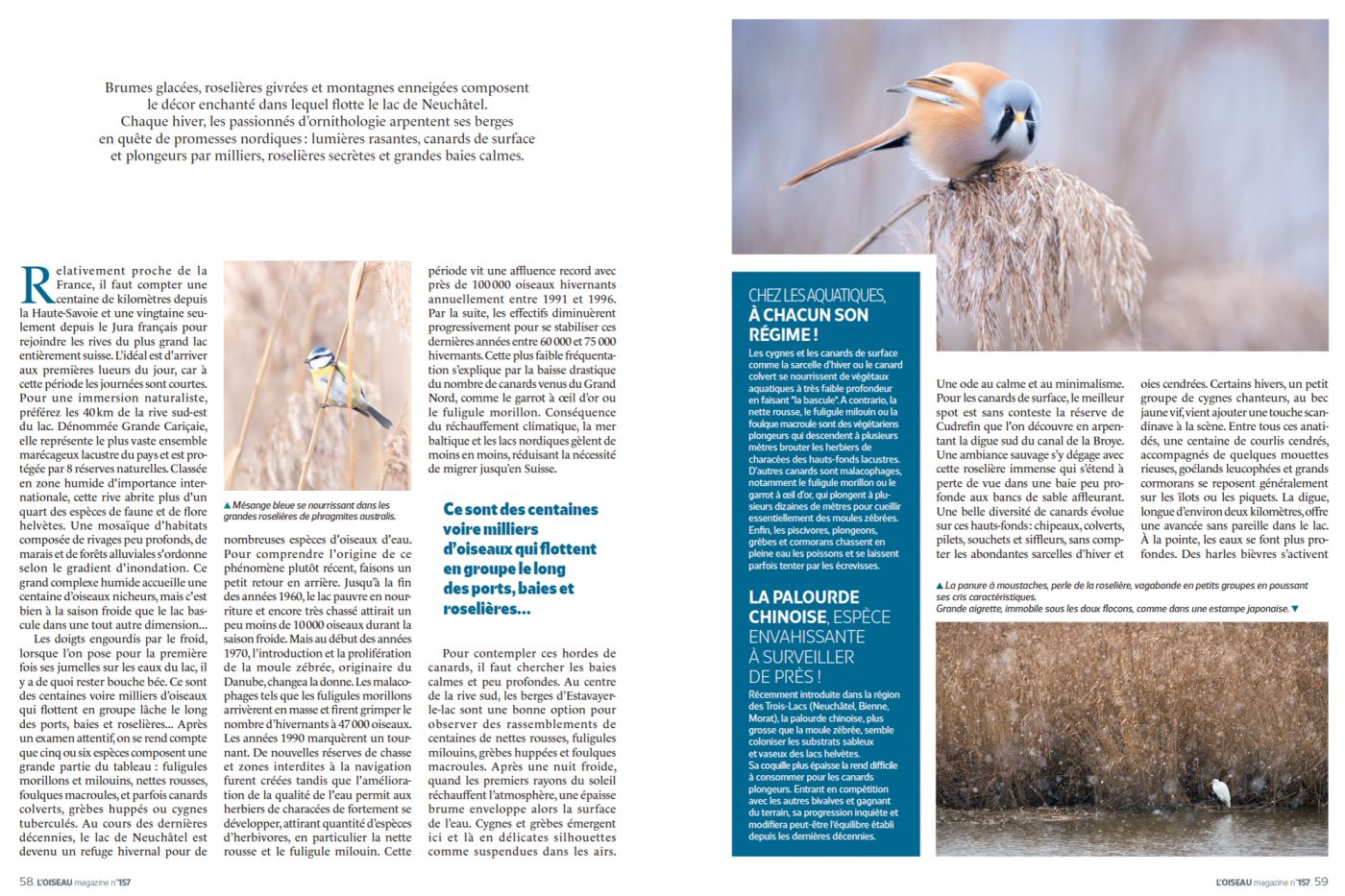 Publication de Manon Billard et Lucas Mugnier dans L'Oiseau Magazine 2024 – Le Lac de Neuchâtel, féerie de l'hiver - Suisse