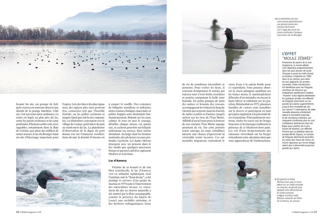 Publication de Manon Billard et Lucas Mugnier dans L'Oiseau Magazine 2022 – Un hiver dans les grands lacs alpins, France et Suisse.
