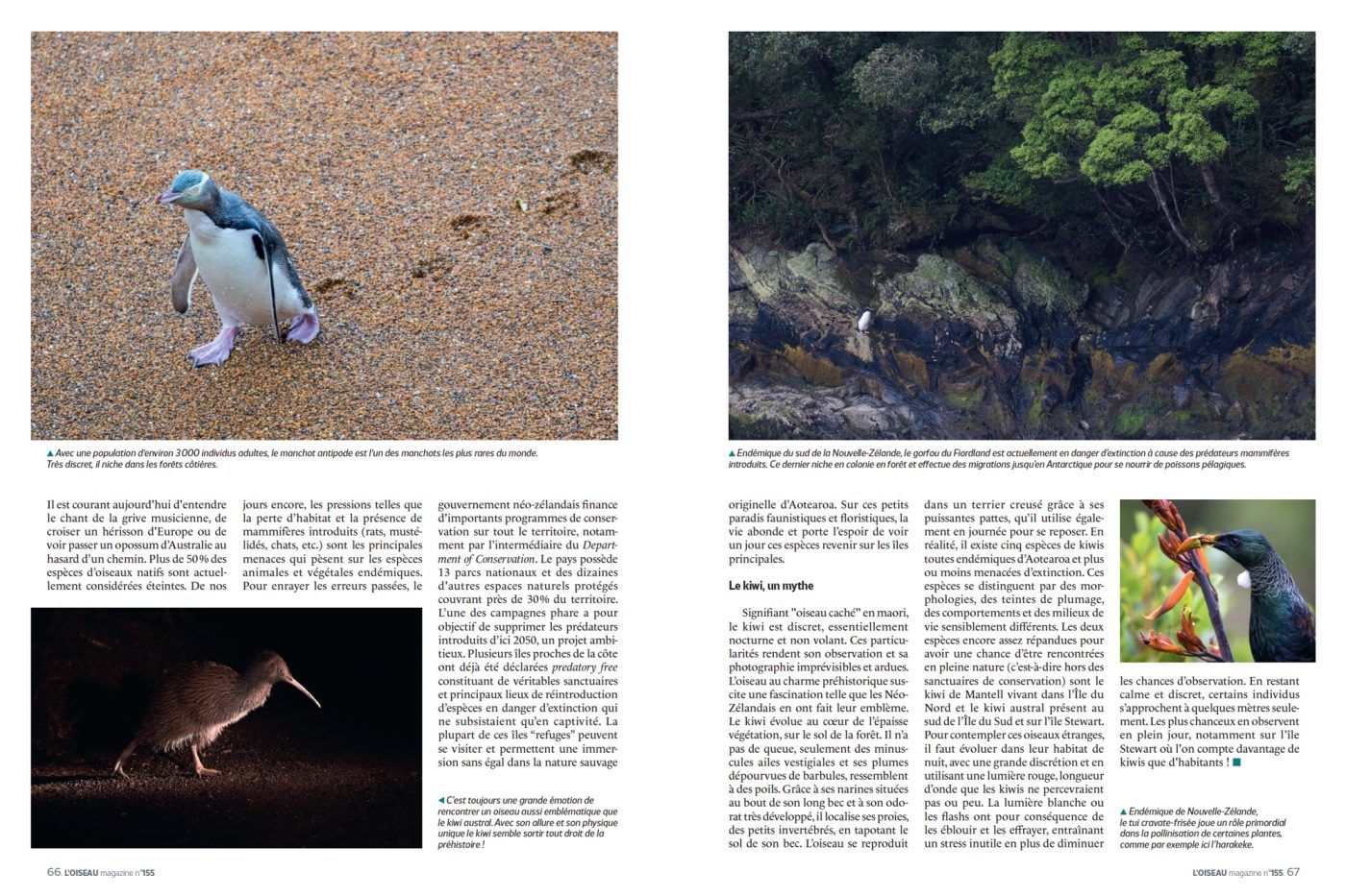 Publication de Manon Billard et Lucas Mugnier dans L'Oiseau Magazine 2024 – Aotearoa, le pays aux oiseaux mythiques - Nouvelle-Zélande