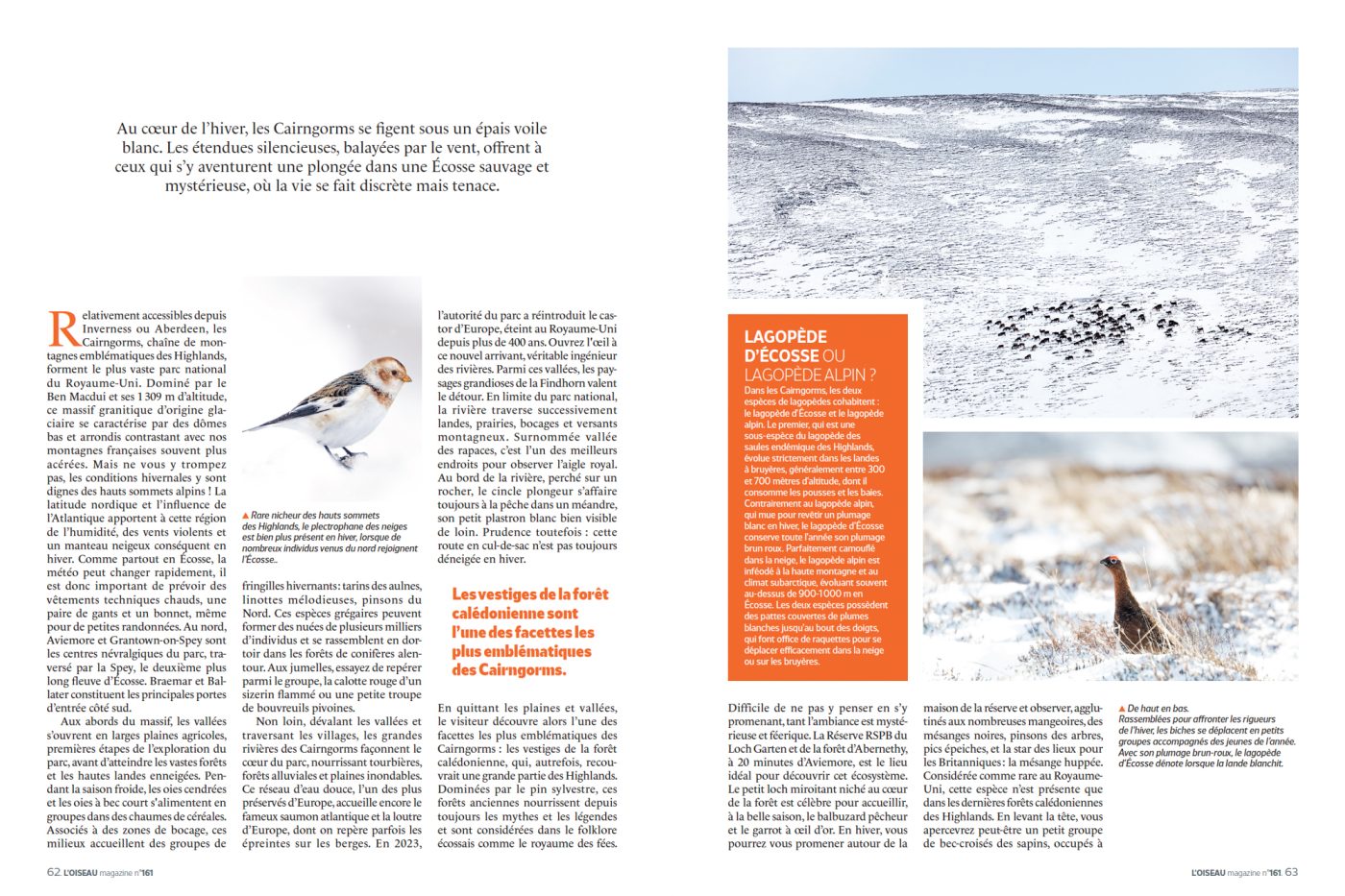 Publication de Manon Billard et Lucas Mugnier dans L'Oiseau Magazine 2026 – Un hiver dans le Parc national des Cairngorms - Écosse