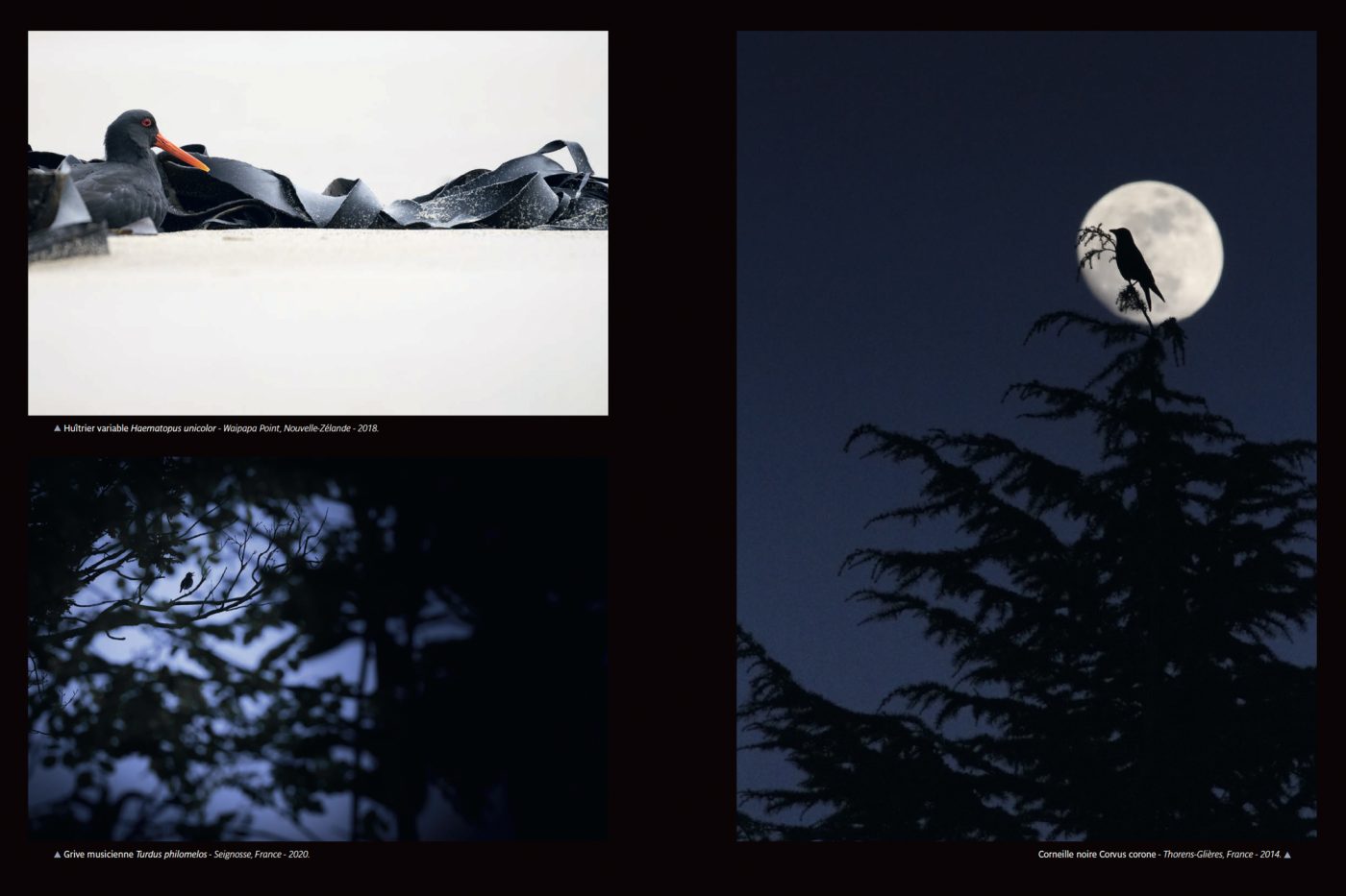 Publication de Manon Billard et Lucas Mugnier dans L'Oiseau Magazine 2022 – Portfolio "Ombre et lumière".
